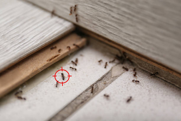 Best Best Pest Control Companies  in San Martin, CA