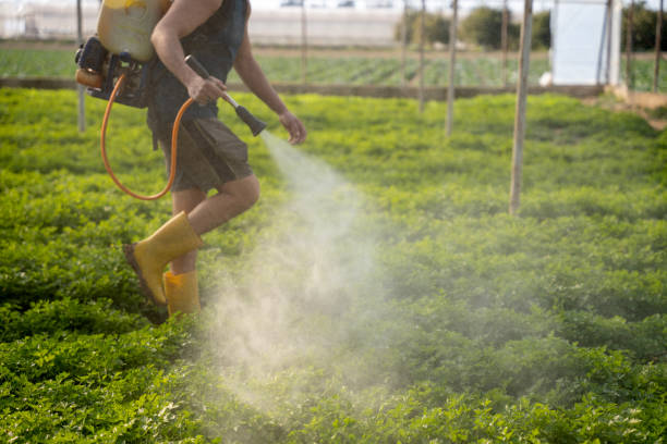 Best Emergency Pest Control  in San Martin, CA