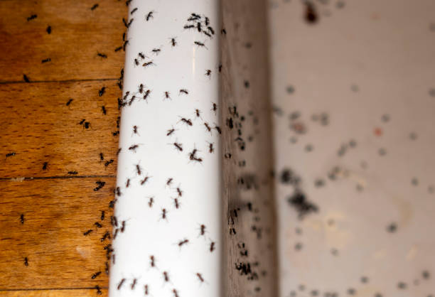 Best Rat Extermination Near Me  in San Martin, CA