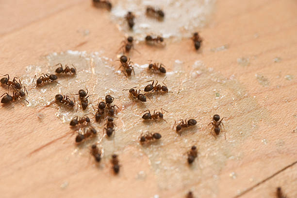 Best Termite Control Services  in San Martin, CA