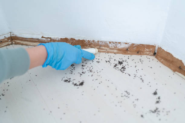 Best Pest Control Near Me  in San Martin, CA